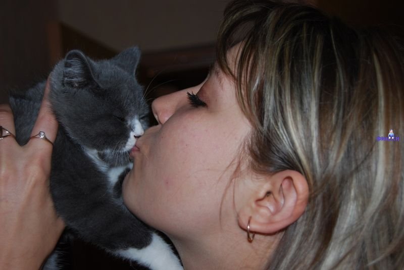 Кот целует