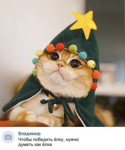 Новогодние мемы с котами