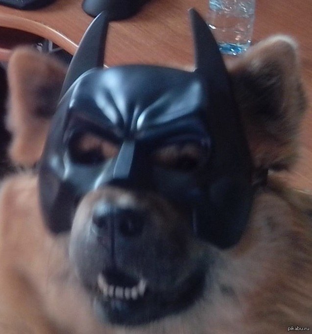 Собака из фильма Бэтмен