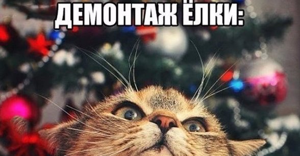 НГ коты мемы