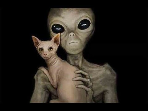 Кот инопланетянин