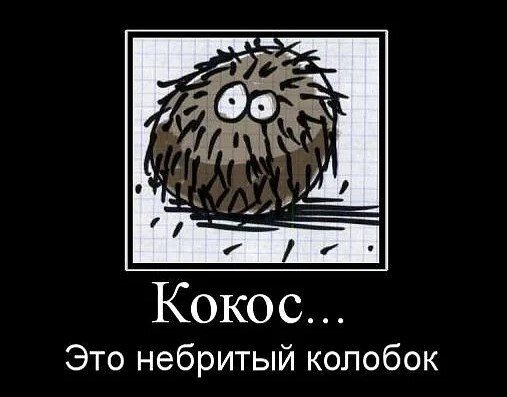 Смешные шутки про Кокос