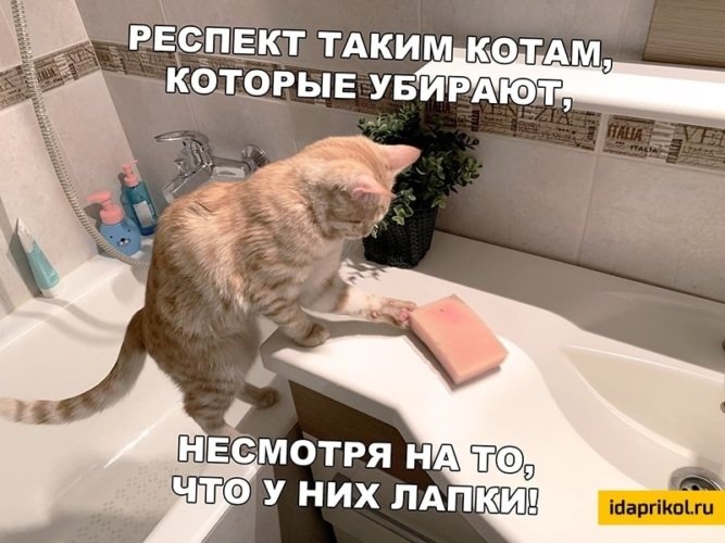 Кот уборка юмор