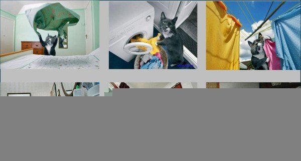 Кот стирает