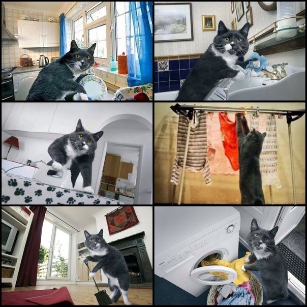 Кот убирается Мем