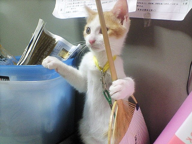 Кошка подметает