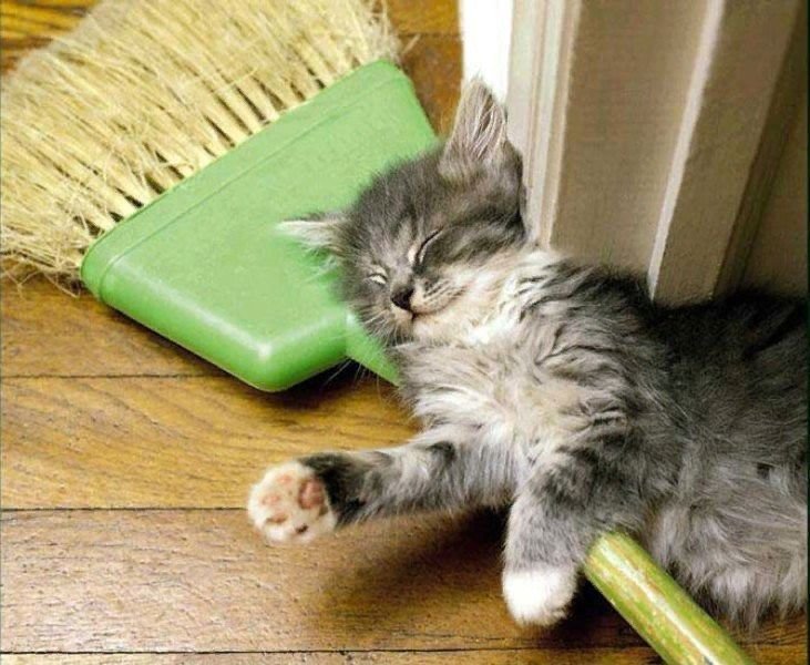 Котенок со шваброй