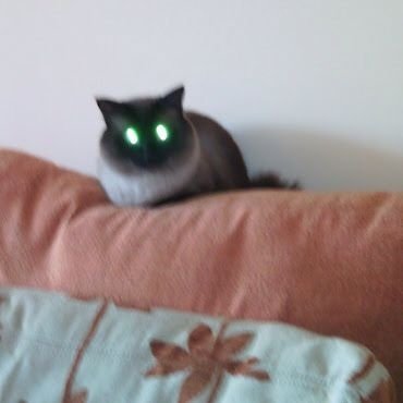 Кот пришелец Мем