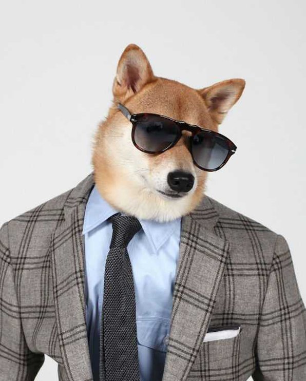 Собака в плаще