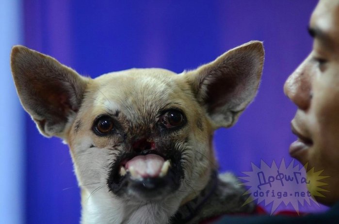 Нос чихуахуа