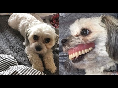 Собака со вставной челюстью