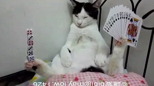 Котик держит в лапках