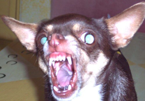 Чихуахуа черная злая