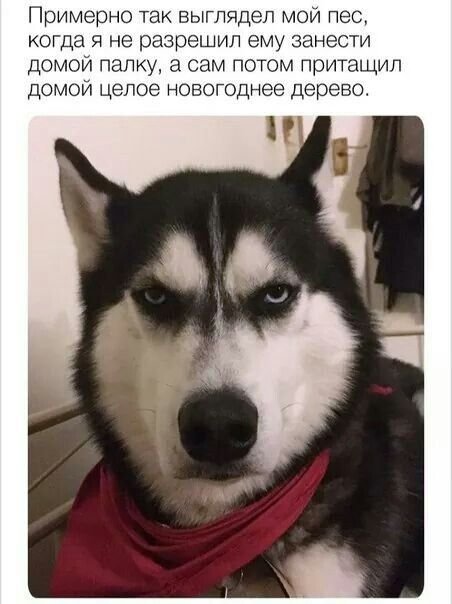 Мемы с собаками с надписями