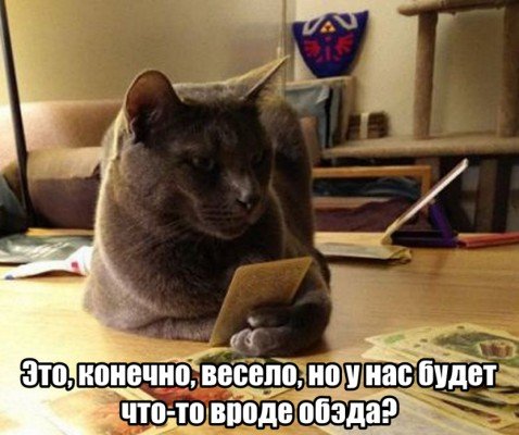 Кот ясновидящий