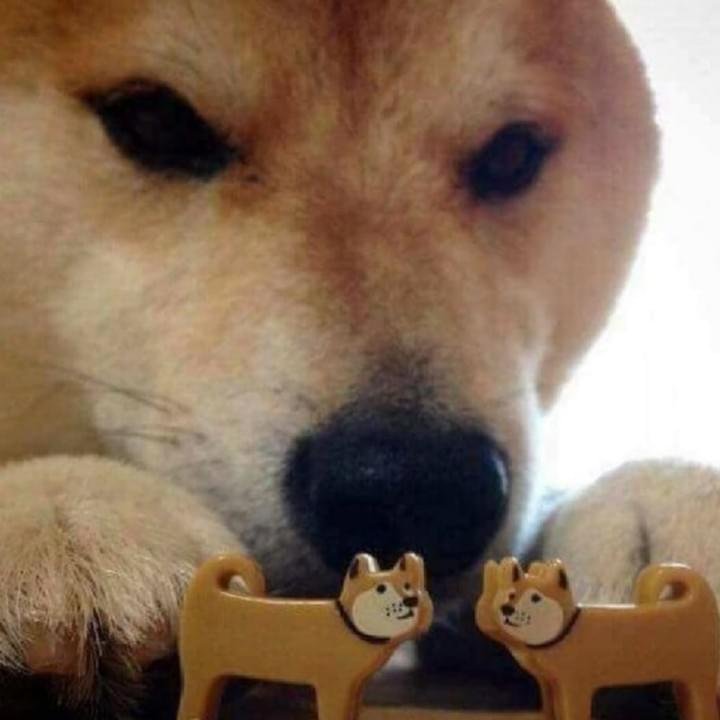 Корги ебитес