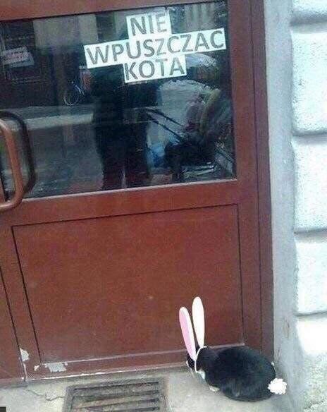 Кота не пускать