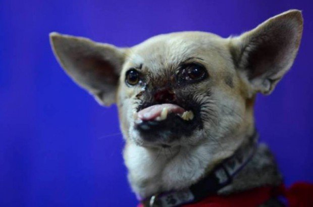 Порода собак с выдвинутой нижней челюстью