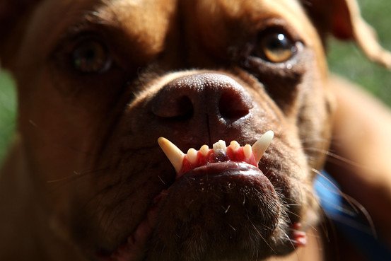 Собака с выдвинутой челюстью