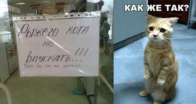 Кота в общежитие не пускать