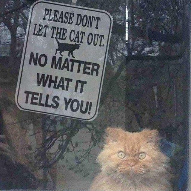 Не выпускайте кота