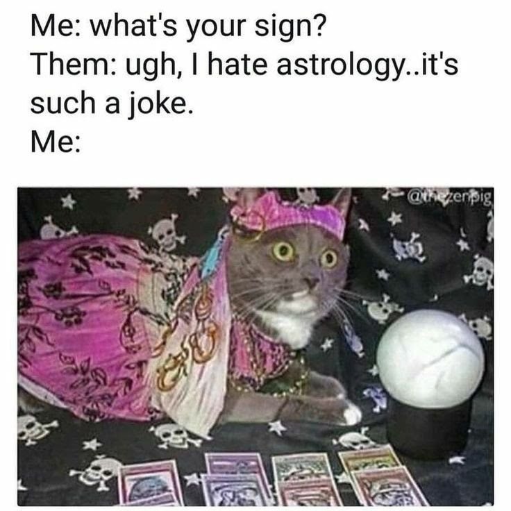 Кот астролог