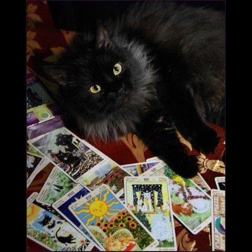 Кот гадает на Таро