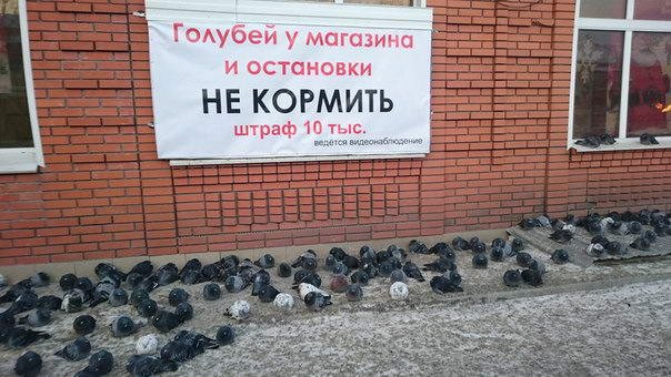 Голубь прикольный