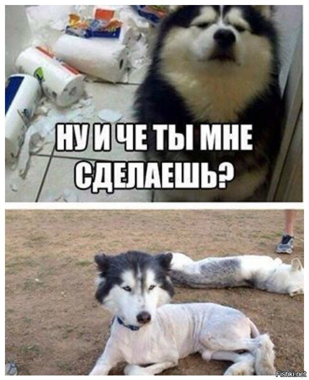 Смешные картинки снадписами