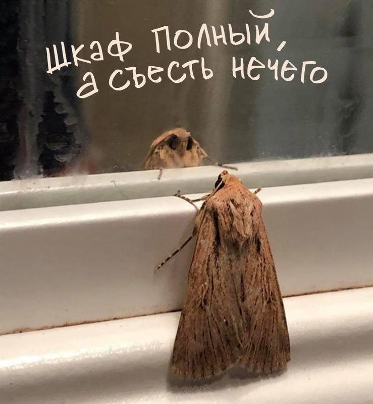 Моль прикол