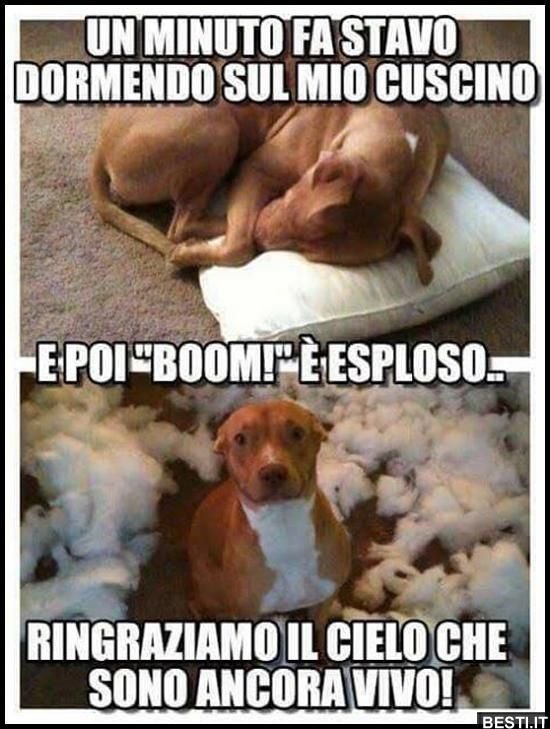 Анекдоты про собак