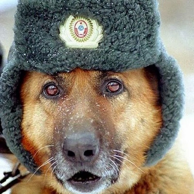 Шапка 'собака'