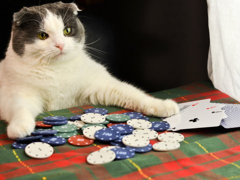 Котик в казино
