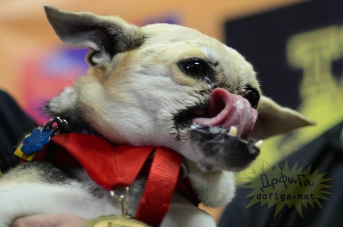 Собака без нижней челюсти