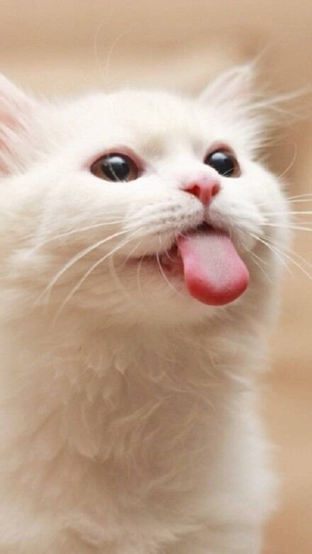 Котенок с язычком