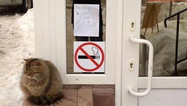 Не пускайте кошку