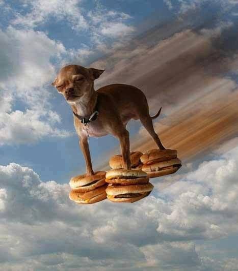 Летающий пес