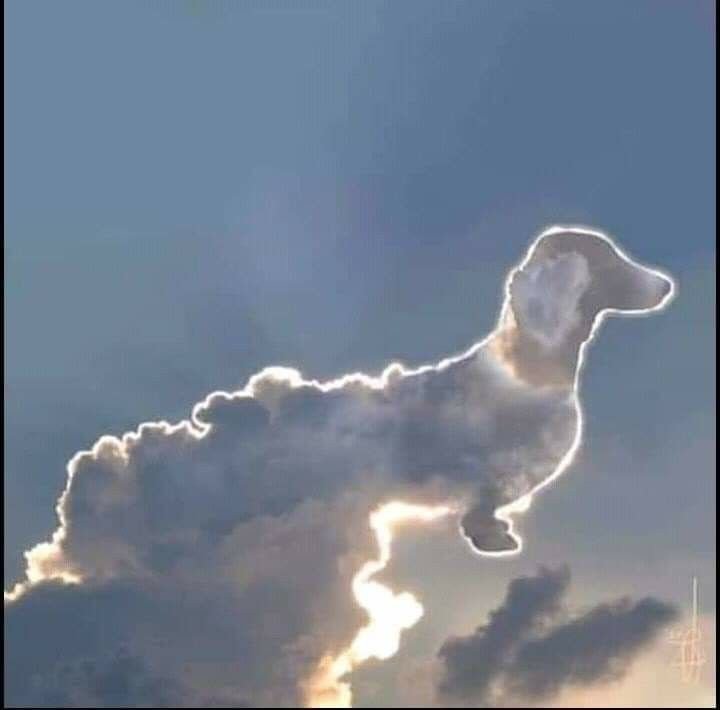 Собака из облаков