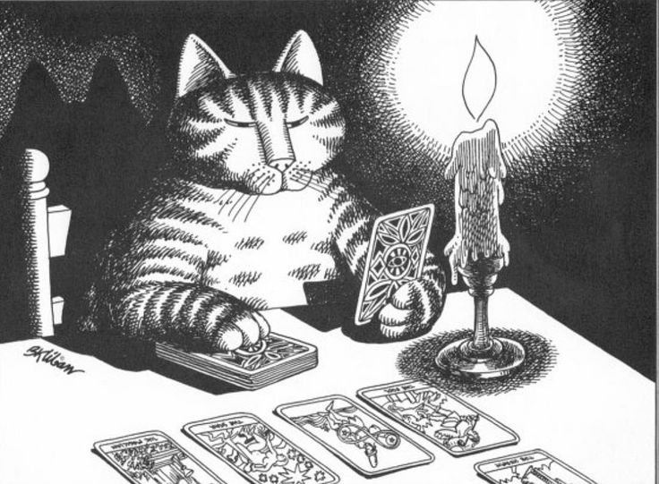 Кот гадает на картах