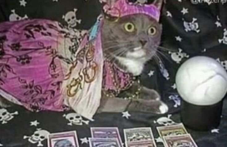 Кот астролог