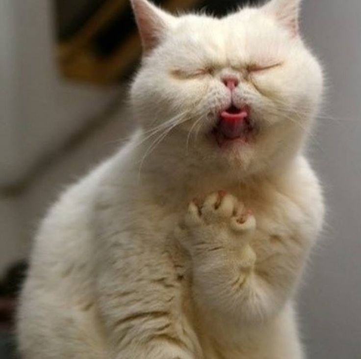 Котенок орет