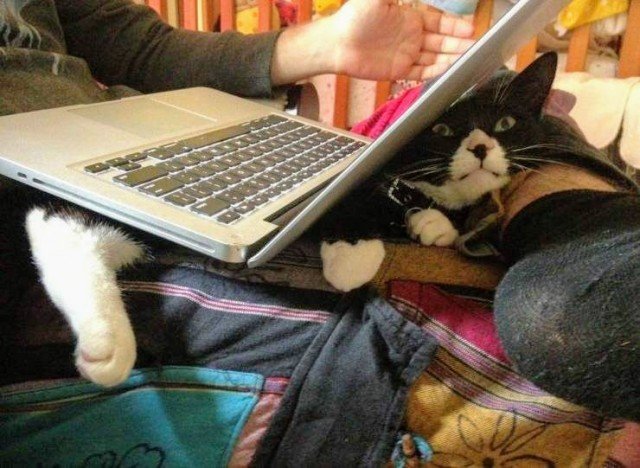 Котик за компьютером