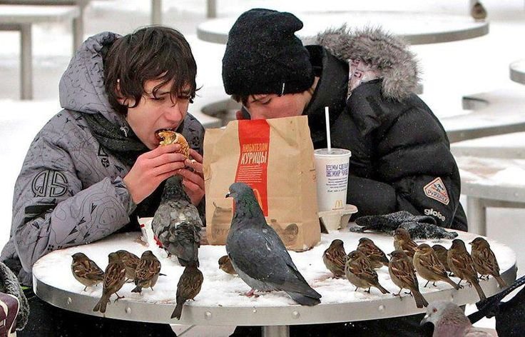 Голодные птицы