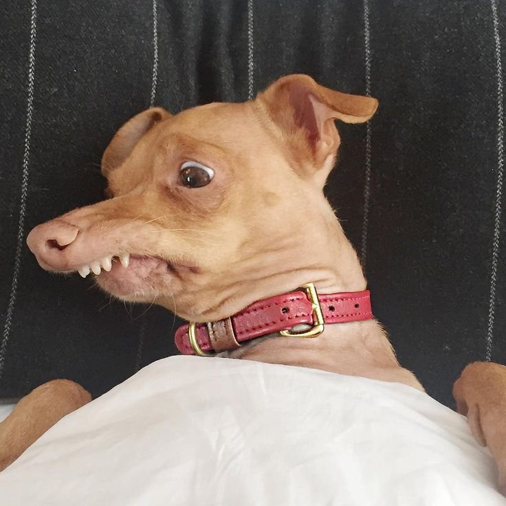 Чивини порода собак