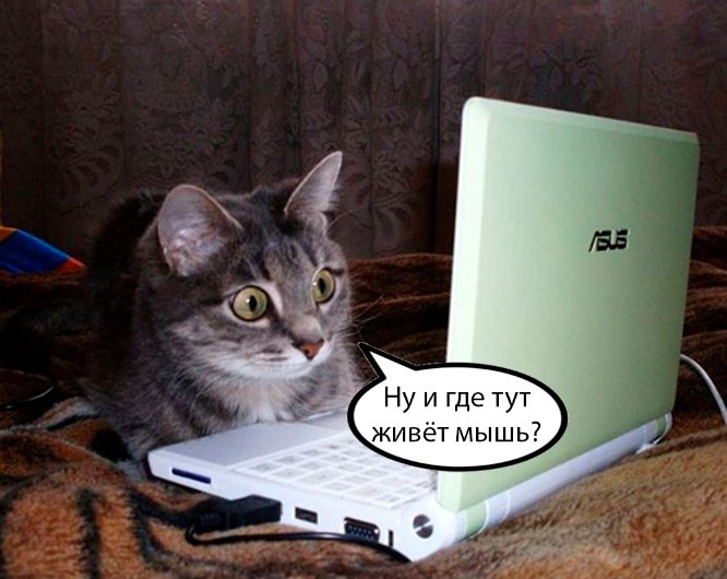 Смешной кот за компьютером