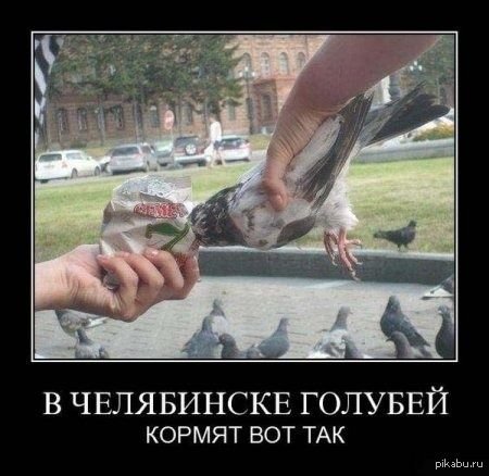 Суровые челябинские голуби