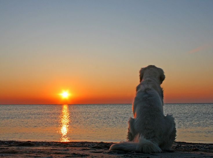 Собака на берегу моря