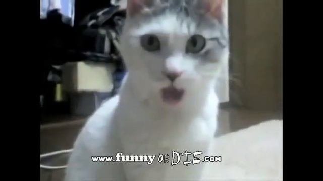 Офигевший кот