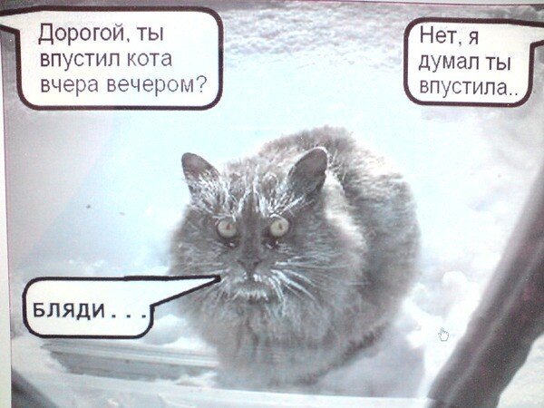 Ты пустил кота домой