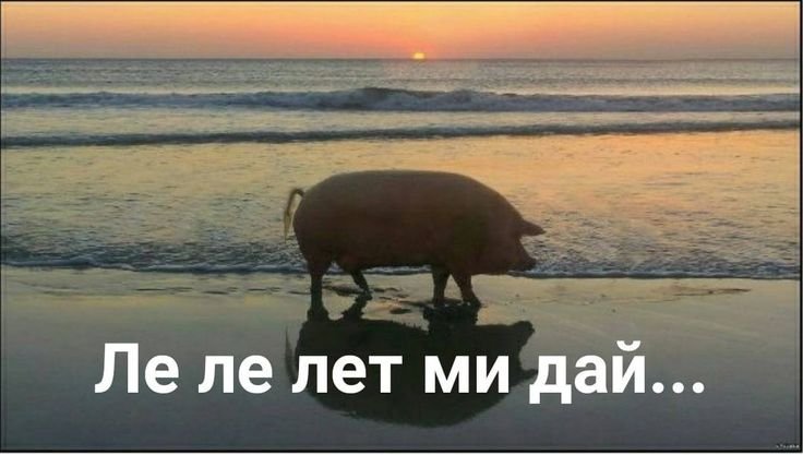 Свинья на берегу